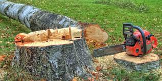 Best Tree Risk Assessment  in North Shore, VA