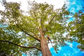 Best Tree Maintenance Programs  in North Shore, VA