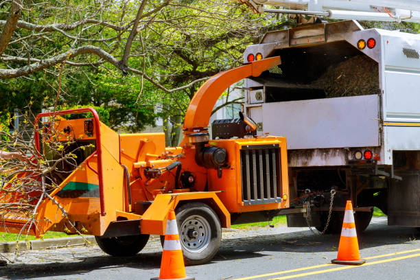 Best Stump Grinding and Removal  in North Shore, VA