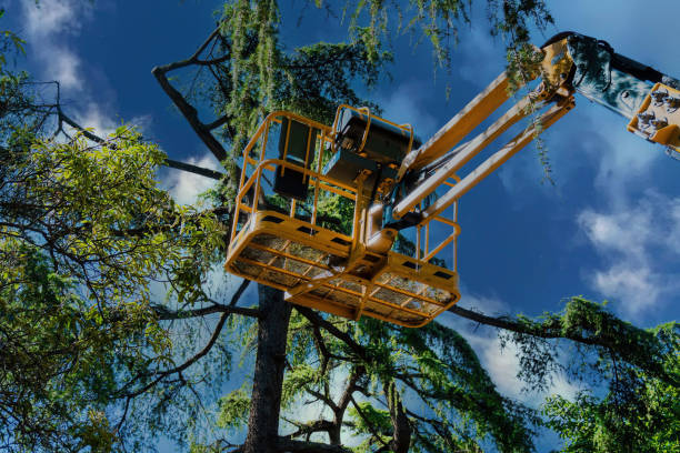 North Shore, VA Tree Services Company